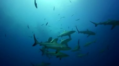 köpek balıkları yemek için arama