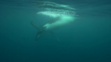 Kambur balina Yüzme