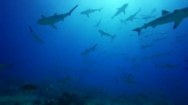 gri resif köpekbalığı