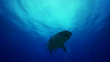 Kaplan köpek balığı ve suckerfish