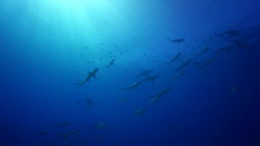 gri resif köpekbalığı