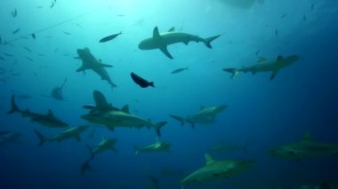 gri resif köpekbalığı