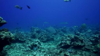 Limon köpekbalığı besleme