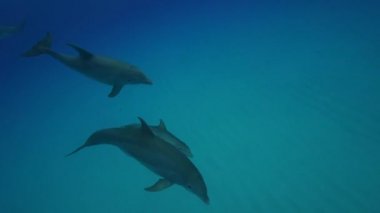 Yunuslar Açık sularda