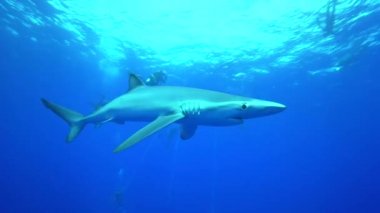 Blue shark scuba dalgıçlar ile