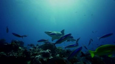 Limon köpekbalığı besleme