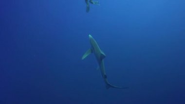 Mavi köpekbalığı ve tüplü dalgıçlar