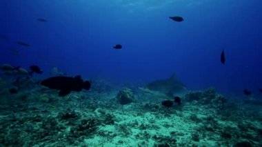 Karayip köpekbalıkları ve balık