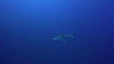 Blue shark scuba dalgıçlar ile