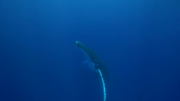 Ballenas jorobadas nadando — Vídeo de stock