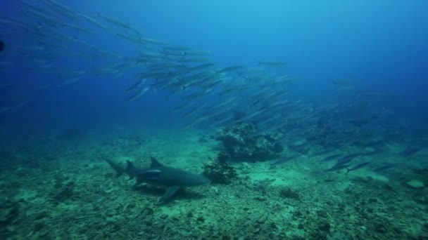 Tiburones en busca de comida — Vídeo de stock