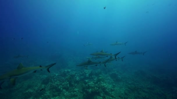 Grey reef sharks and fish — Stock Video