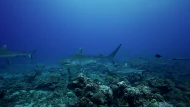 Tubarões do recife do caribe — Vídeo de Stock