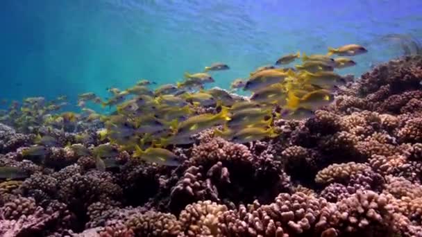 Snappers on a tropical reef — Stock Video