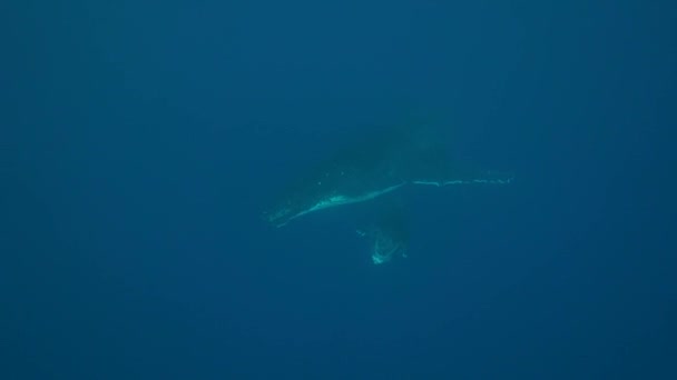 Ballenas jorobadas alrededor de Tahití — Vídeo de stock