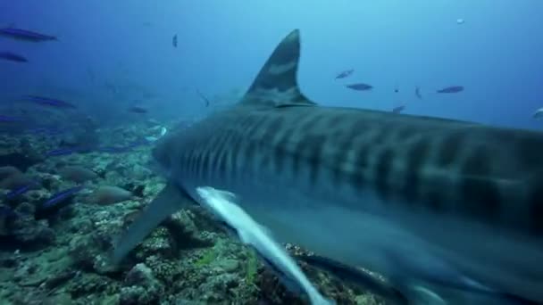 Cápa Caribbean reef — Stock videók