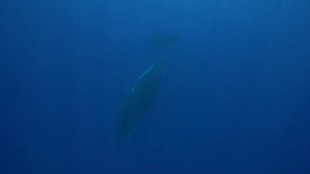 Καμπούρης φάλαινα κολύμπι — Αρχείο Βίντεο