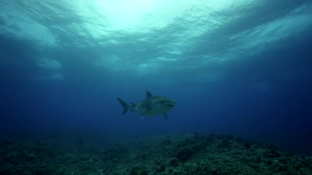 Tiburón tigre y peces — Vídeo de stock