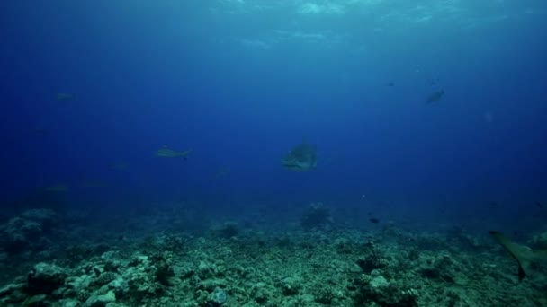 Карибские акулы и рыбы — стоковое видео