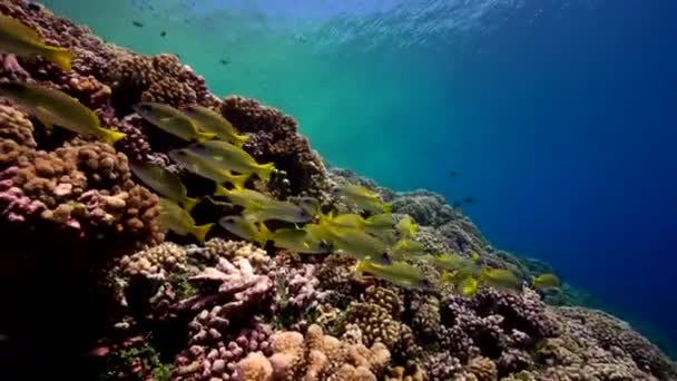 Snappers em um recife tropical — Vídeo de Stock