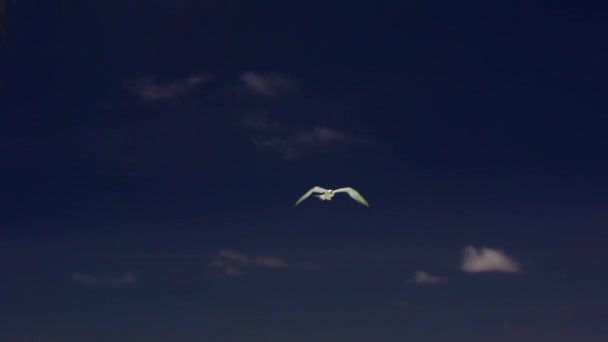 Gökyüzünde uçan roseate sumru — Stok video