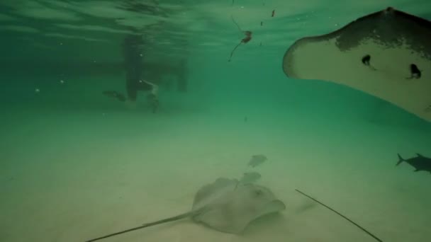 Raies dans les eaux peu profondes 