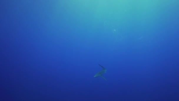 Zilverpunthaai in het blauwe water — Stockvideo