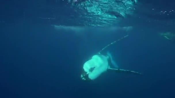 Ballena jorobada nadando — Vídeo de stock