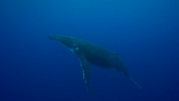 泳ぐザトウクジラ — ストック動画