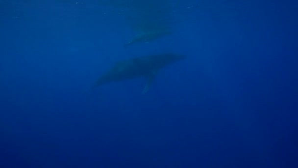 Горбатих китів навколо Таїті — стокове відео