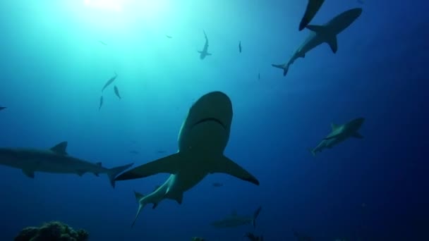 Grey reef sharks — Stock Video