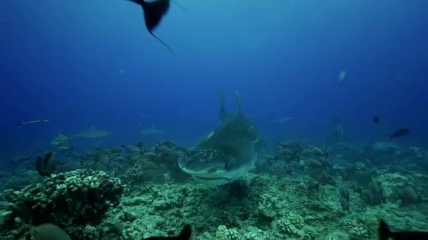 在礁石上的虎头鲨 — 图库视频影像