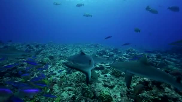 Requins à la recherche de nourriture — Video