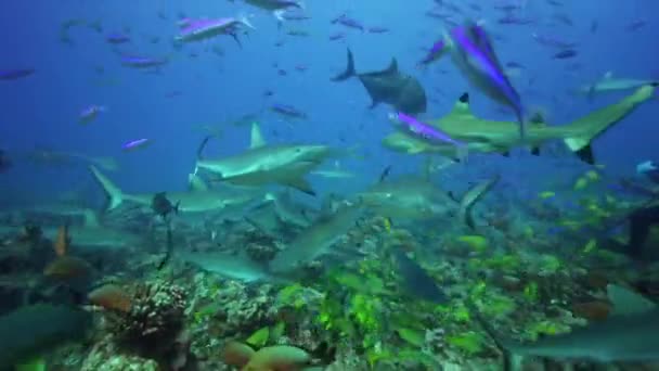 Haaien op zoek naar voedsel — Stockvideo