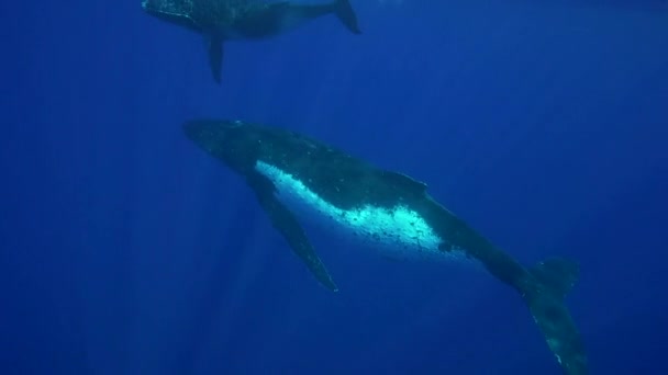 Humpback whales around Tahiti — Stock Video