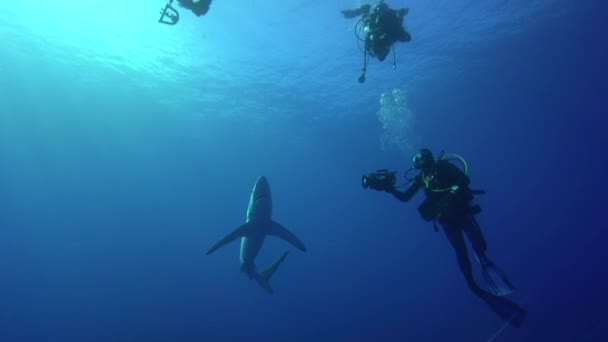 Tiburón azul con buceadores — Vídeos de Stock