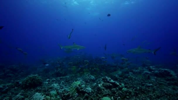Karayip köpekbalıkları ve balık — Stok video