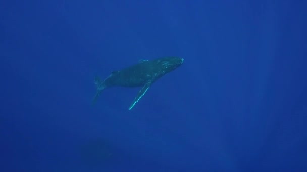 Kambur balina Yüzme — Stok video