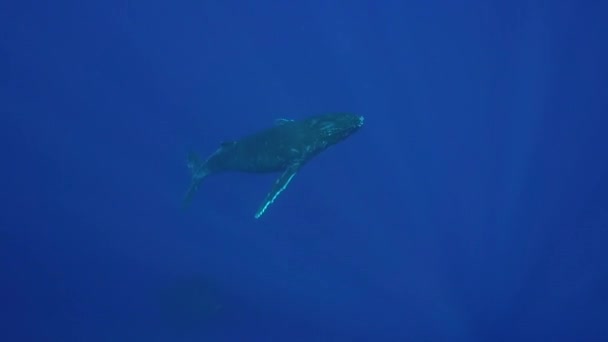 Rorqual à bosse nageant 
