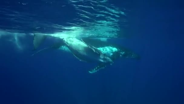 Ballenas jorobadas alrededor de Tahití — Vídeos de Stock