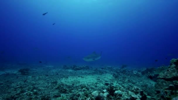 Tiburón tigre y peces — Vídeo de stock