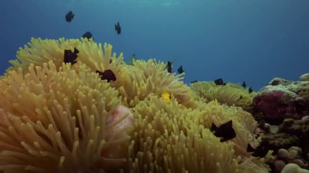 Anemone med clown fisk — Stockvideo