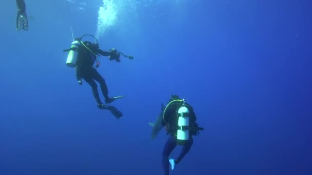 Requin bleu avec plongeurs — Video