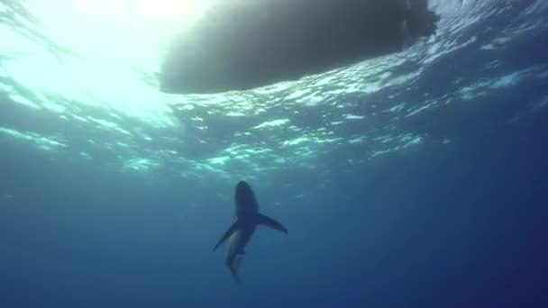 Tiburón cerca de la superficie del agua — Vídeos de Stock