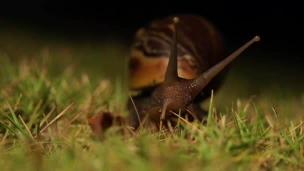 Escargot grincement dans le jardin — Video