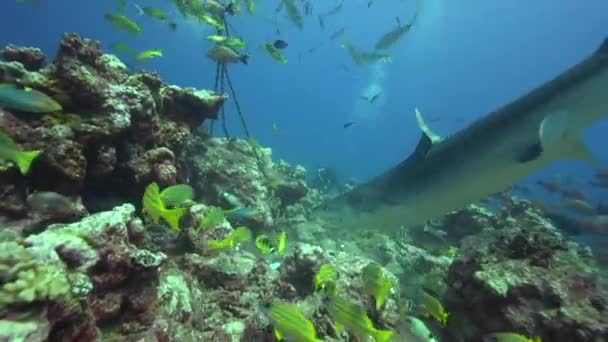 Tubarão tigre e peixes coloridos — Vídeo de Stock