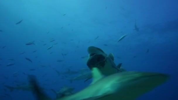 Tiburones en busca de comida — Vídeos de Stock