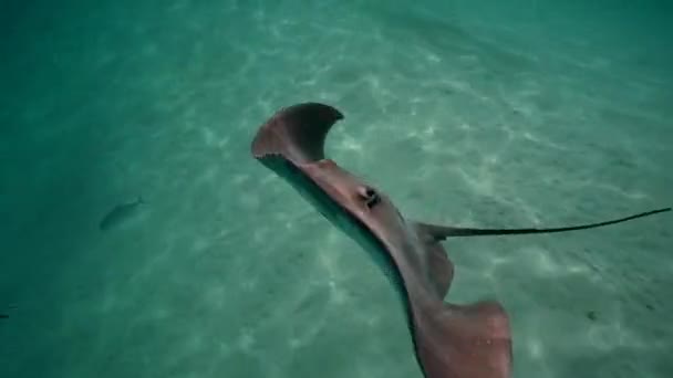 黄貂鱼在浅水里 — 图库视频影像