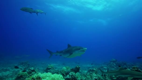 Tubarões e peixes das Caraíbas — Vídeo de Stock