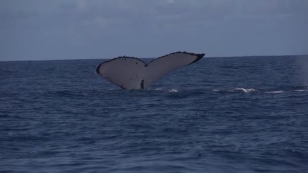 Walvis opheffing van zijn staart — Stockvideo